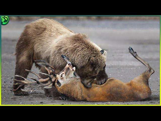 11 Brutal Polar Bear and Grizzly Bear Attacks