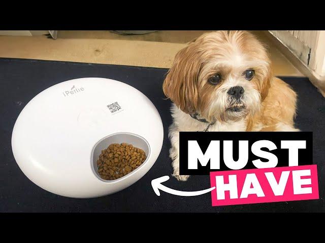 Fresh Meals on Time, Every Time | The Ultimate Dog Feeding Solution