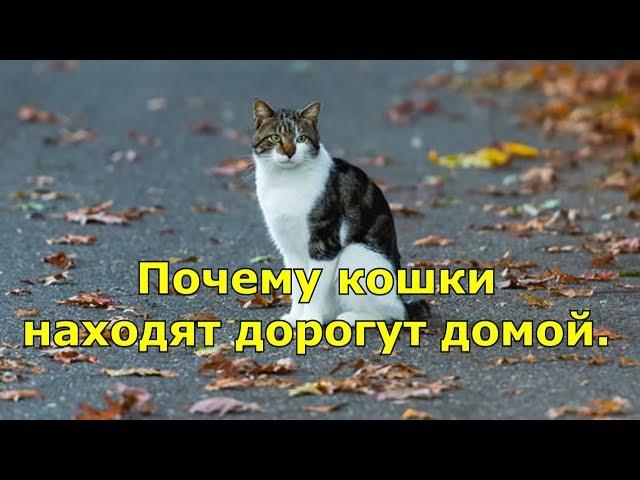 Почему кошки находят дорогу домой?