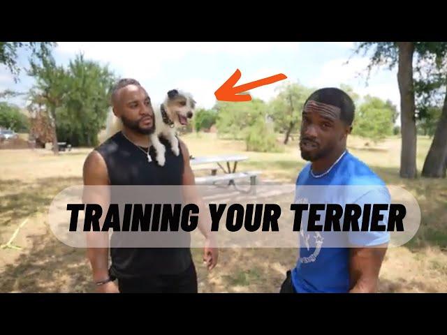 What You NEED To Know About Training YOUR Terrier (Jack Russell)