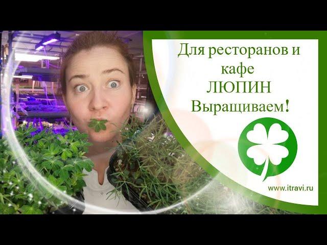 Выращиваем #микрозелень люпина для ресторанов и кафе