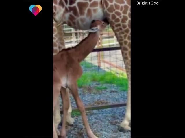 welcomed a rare spotless giraffe. Brights Zoo is holding a contest to name the baby 