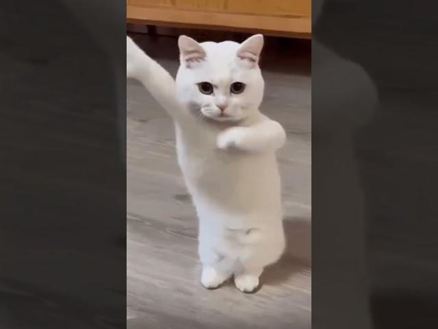 Funny Cat dance  #cat #dance #pets #comedy #shorts #pet #catlover