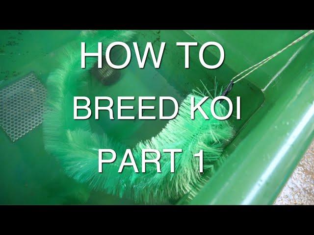 HOW TO BREED KOI PART 1