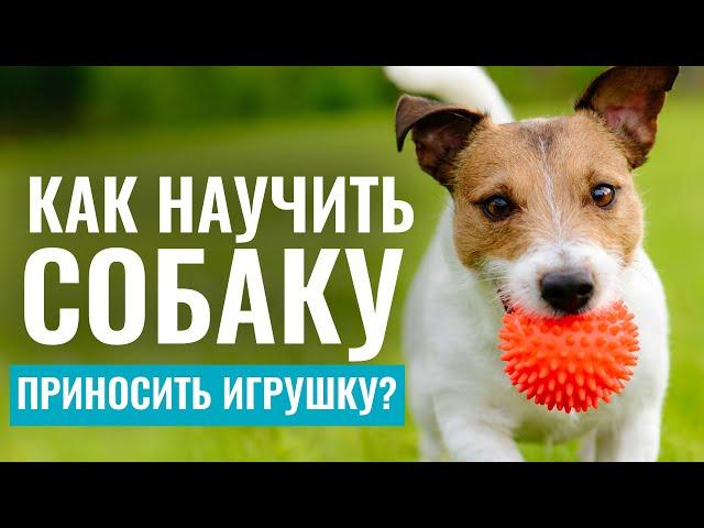 ИГРАЕМ с собакой БЕЗ СТРЕССА! Как научить собаку приносить игрушку?