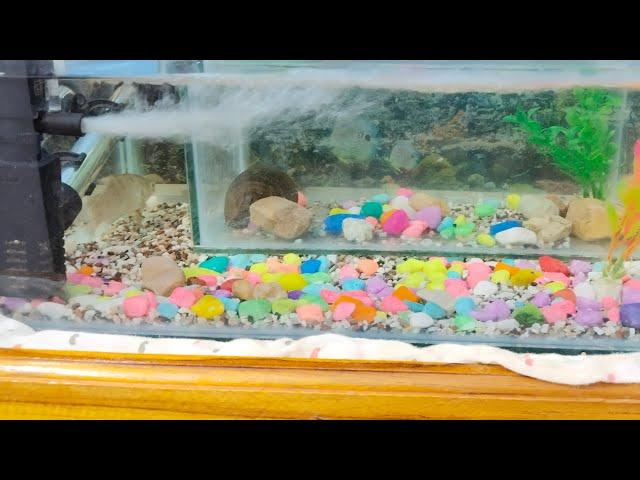 Live Active Local Fighter Fishes in tank | Tank SetUp | Local Silver Fish | Big Fish In Tank | #umme