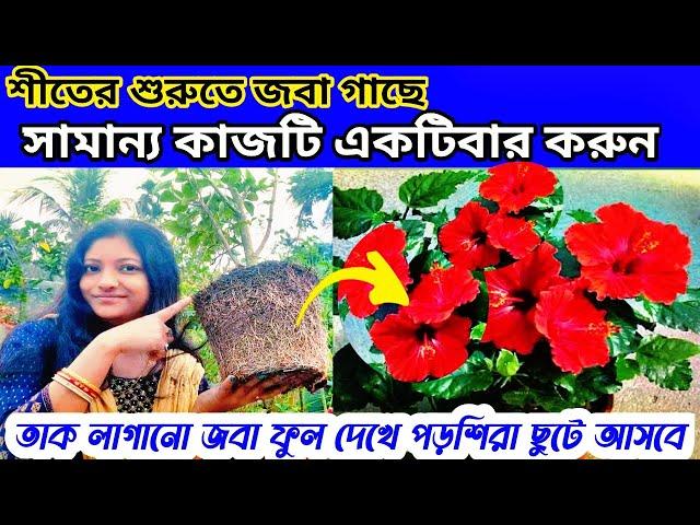 নভেম্বর মাসে জবা গাছের যত্ন পরিচর্যা/শীতে জবা গাছের পরিচর্যাHibiscus plant in winter care/fertilizer