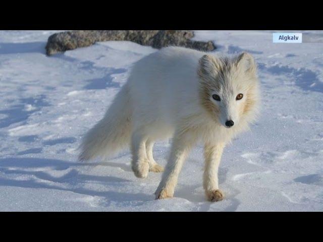 AMAZING Animals Change Color