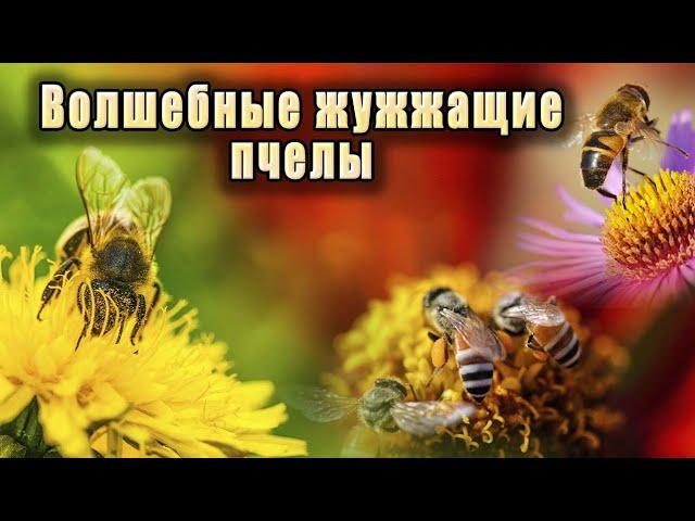 Мощные целительные звуки жужжания пчел