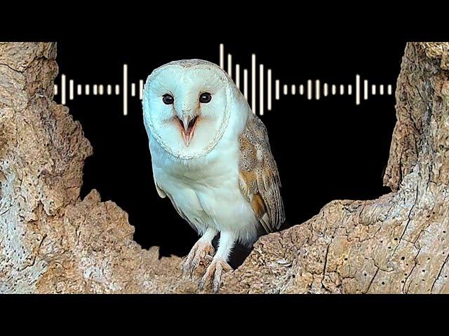 Barn Owl Sounds & What Each Call Means | Discover Wildlife | Robert E Fuller