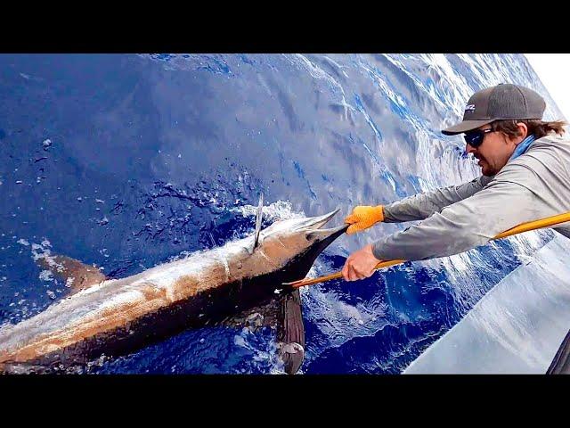 White Marlin Surprise! Plus Mahi and Tuna! Islamorada Summer Time Fishing