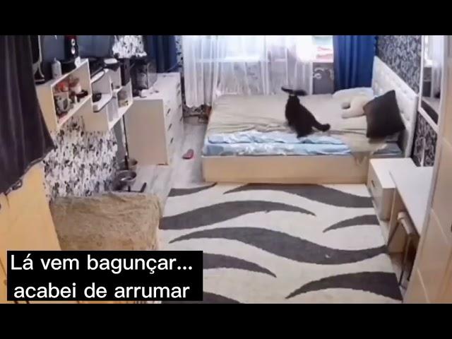 Gato filhote bagunçado a cama e a mãe arrumando #shorts #shortvideo #engraçado #gato #viral #fofo