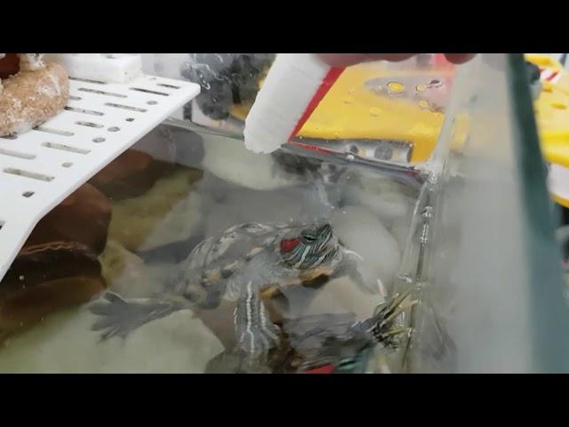 Красноухие черепахи едят крабовую палочку