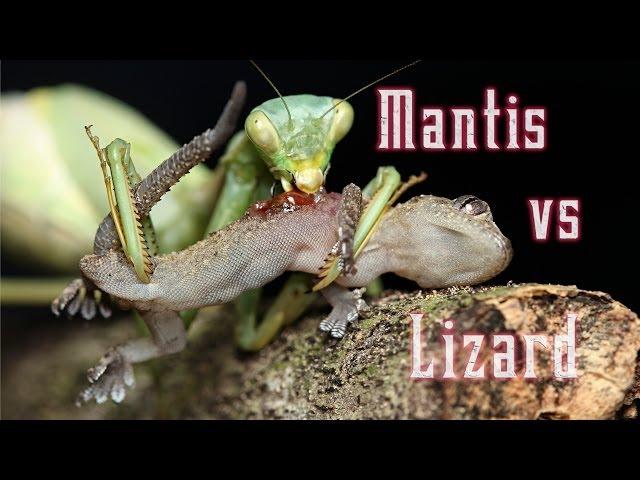 Praying Mantis eats a still living lizard