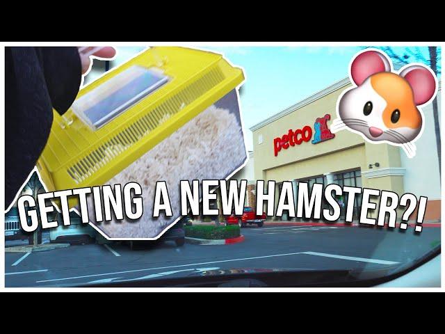 GETTING A HAMSTER | cage setup, supplies haul