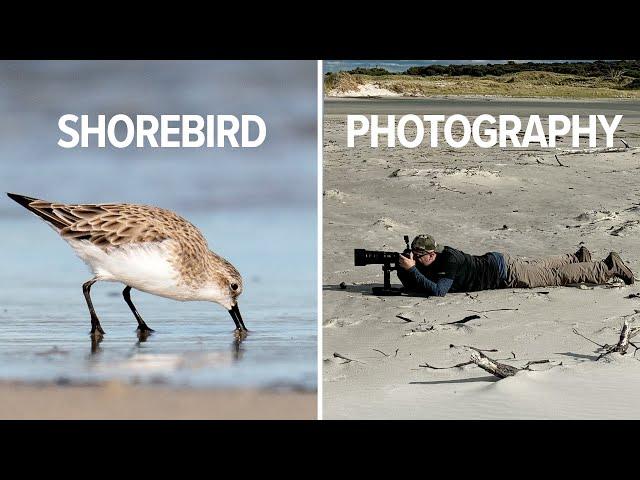 Nikon 180-600mm f/5-6.3 Bird Photography | Photographing Shorebirds