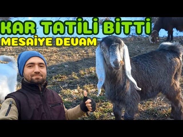 HALEP KEÇİSİ YETİŞTİRİCİLİĞİ | Kardan Sonra Tekrar Meradayız