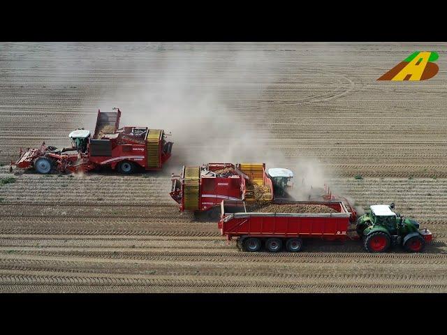 Großeinsatz Kartoffelernte Landwirtschaft in Ostdeutschland 2 SF GRIMME Varitron 470 harvest potatos