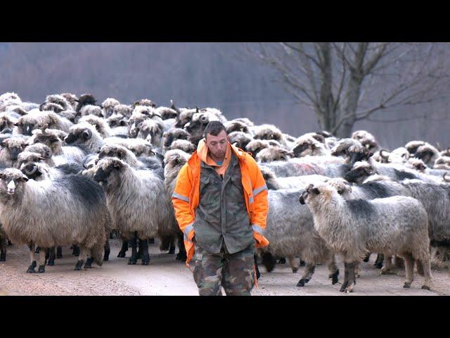 - Čobanski konak zimi u planini Braće Melkić iz Bužima -