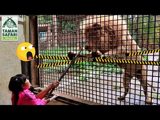 Kasih Makan Singa dan Harimau - Mengenal Binatang Buas untuk Anak Lion King and Tiger