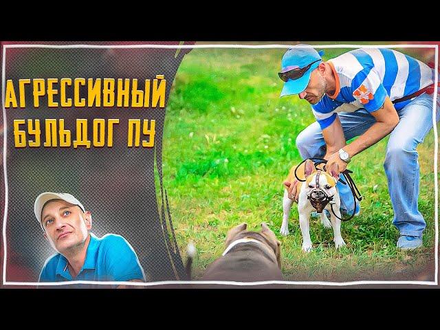 Агрессивный бульдог Пу