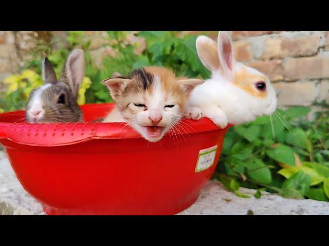 Kitten and baby rabbit Sweetest Moments | Kitten Meowing | Rabbit Sounds