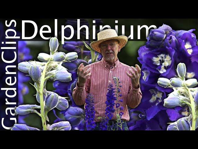 Delphinium - Larkspur - Growing Delphinium