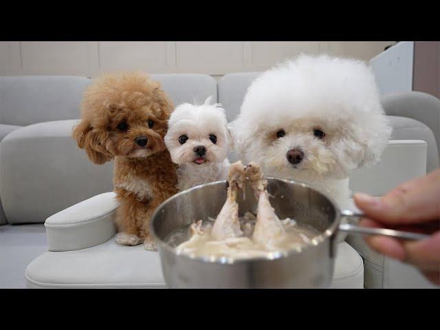 A cute dog who wants to eat chicken soup.