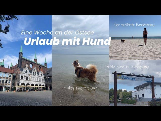 URLAUB MIT HUND an der Ostsee & Tipp für schönen Hundestrand  Vlog