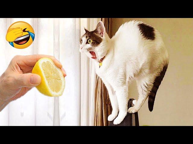 New Funny Videos 2022  Cutest Cats and Dogs  Part37