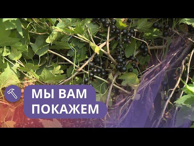 Мы вам покажем: Как посадить самый урожайный сорт черной смородины?