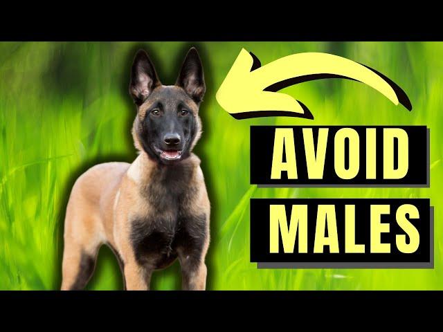 7 Reasons You SHOULD NOT Get A Male Belgian Malinois