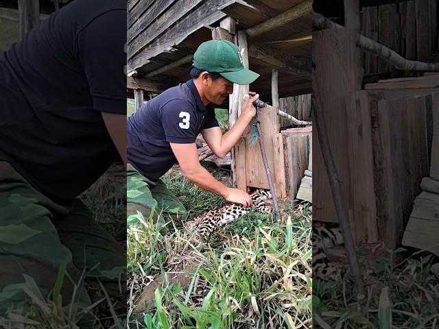 video short yos hav zoov cuab plis #animal #hunting #yoshavzoov #huntingbus #เดินป่า #happyhunting