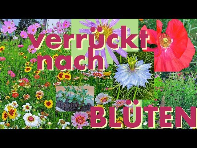 Verrückt nach Blüten - Wie schaffe ich Leben - bring mit Blumen Bienen viel Freude!