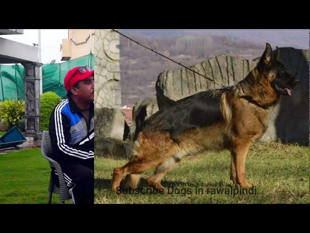 one of the Best German shepherd kennel in pakistan