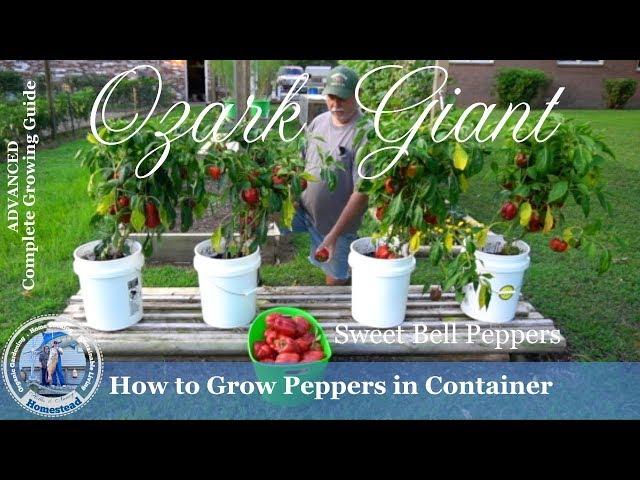 How to Grow Peppers in Containers (PROGRESSION) Growing Guide