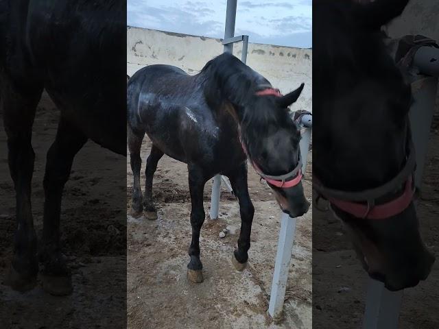 07.01.2024Мощный жеребец #kazakhstan#horse#mustang#жеребец#айғыр