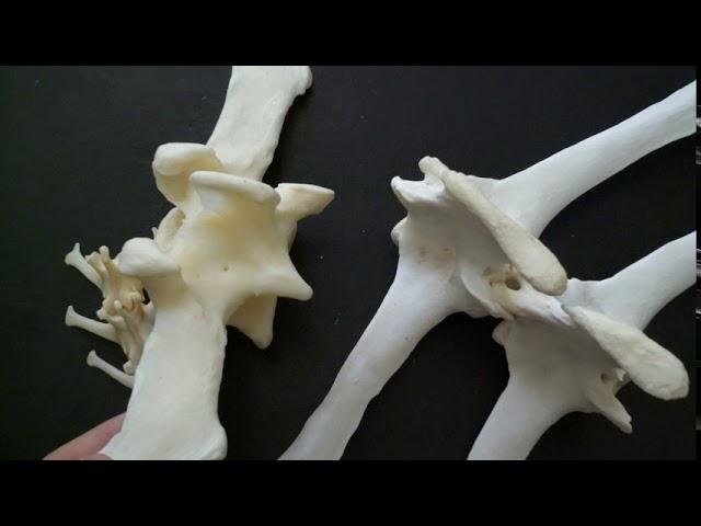 Comparative anatomy of the lumbar vertebrae