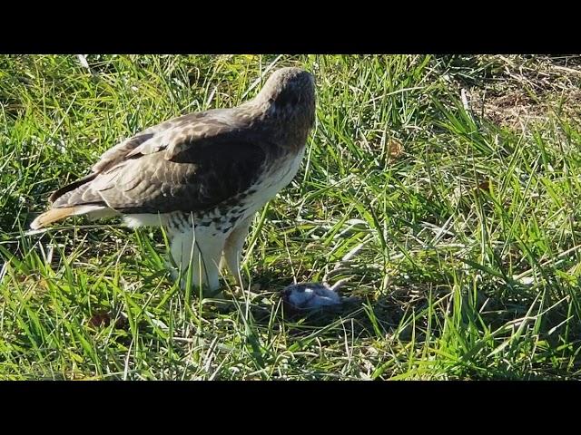 Red-tailed Hawk Eating up close in Brooklyn.