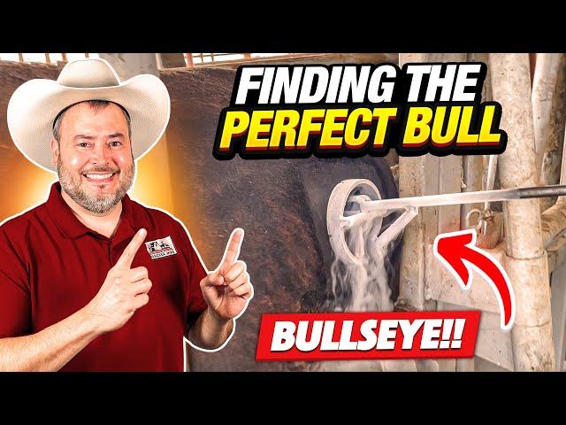 RAISING BEEF CATTLE FOR BEGINNERS – Finding the Perfect Replacement Bull!