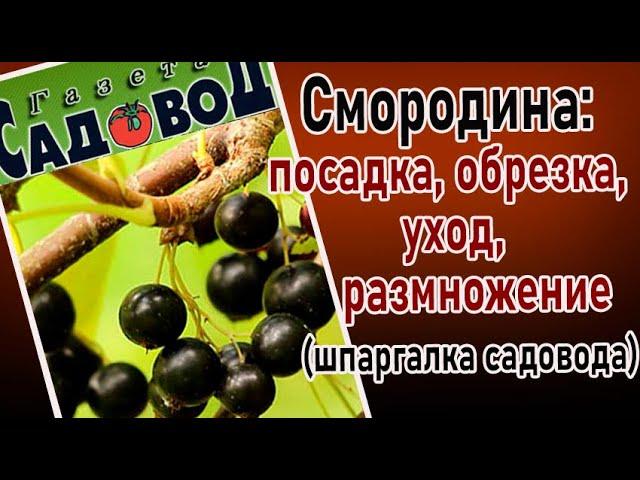 СМОРОДИНА: посадка, обрезка, уход, размножение (шпаргалка садовода)