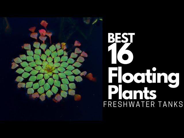 Best Floating Plants - 16 Great Options To Try Out 