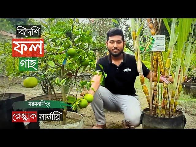 Foreign Fruit Tree Price In Razzak Nursery | ময়মনসিংহে বিদেশি ফল গাছের দাম | Gardening Bangladesh