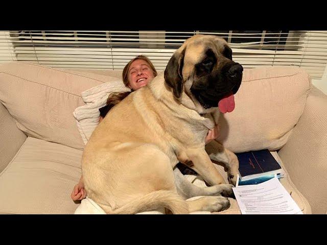 When Your Big Dog Thinks He's a BABY!   Funny Dog and Human