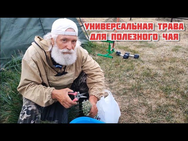 Эта травка сделает ваш чай Вкусным и Полезным!