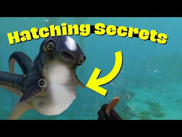 How to Hatch Cuddlefish Eggs  |  Subnautica  |  Final Episode