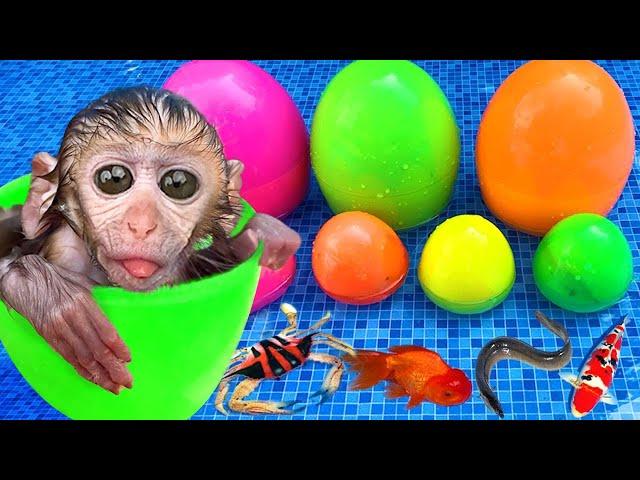 Monkey Baby Shark | Nursery Rhymes & Kids Songs |Bobby Kids Songs #9