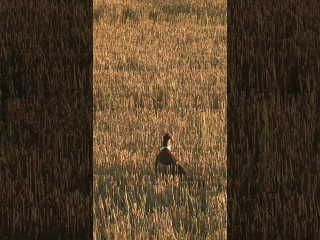 Should I fly? Nope.. #pheasant #nature