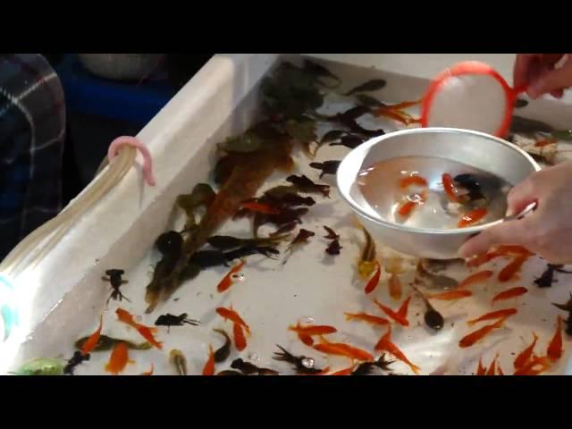 kingyo-sukui : Goldfish scooping