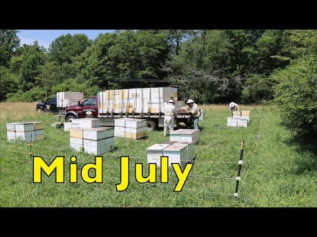 Constricted Brood Nests & Harvesting Sourwood Honey